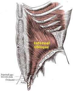 Internal Oblique