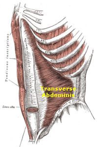 Transverse Abdominis