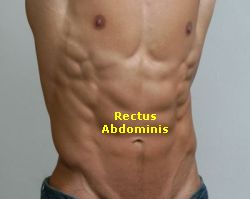 Rectus Abdominis