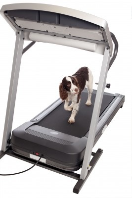 Dog Treadmill